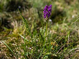 Na loukách v povodí Ole�enky v Orlických horách rozkvétají orchideje. (8....