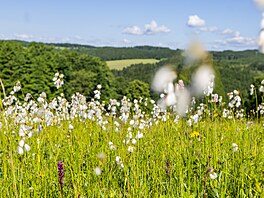 Na loukách v povodí Ole�enky v Orlických horách rozkvétají orchideje. (8....