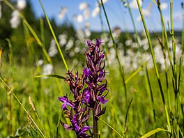 Na loukách v povodí Ole�enky v Orlických horách rozkvétají orchideje. (8....
