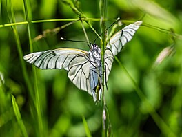 Na loukách v povodí Ole�enky v Orlických horách rozkvétají orchideje. (8....