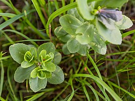 Na loukách v povodí Ole�enky v Orlických horách rozkvétají orchideje. (8....
