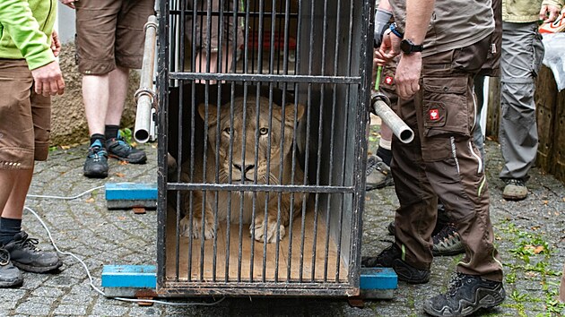 Do libereck� zoo p�evezli lvici, kterou zabavili z�pasn�kovi Karlosi V�molovi. (9. �ervna 2026)