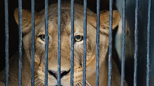Do libereck� zoo p�evezli lvici, kterou zabavili z�pasn�kovi Karlosi V�molovi. (9. �ervna 2026)