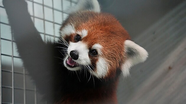 Zoologická zahrada v hlavním m�st� Tchaj-wanu obdr�ela v sobotu z �íny pár...
