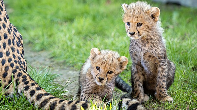 Zdroj: ZOO Olomouc