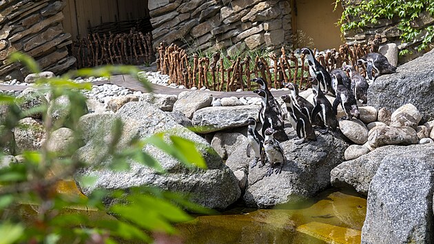 Zl�nsk� zoo p�esunula tu���ky Humboldtovy z p�vodn� expozice pobl� Z�toky rejnok� do upraven� expozice u tropick� haly, kterou d��ve ob�vali lachtani h�ivnat�. (�erven 2026)