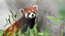 Zoologická zahrada v hlavním m�st� Tchaj-wanu obdr�ela v sobotu z �íny pár...