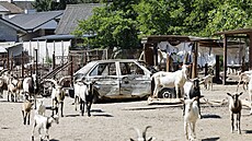 Stádo koz v Unkovicích na Brn�nsku, které obt�uje místní hlukem i zápachem,...