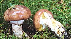 Klouzek obecný