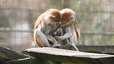 Zdroj: ZOO Olomouc