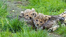 Zdroj: ZOO Olomouc