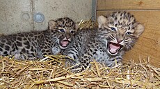 Zdroj: ZOO Olomouc