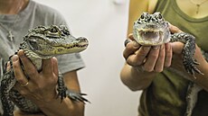 Dv� sami�ky aligátora �ínského se narodily v roce 2023 v jihlavské zoo. Nyní...