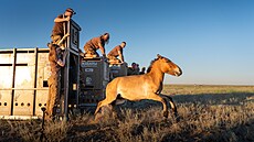 Pra�ská zoologická zahrada vypustila �ty�i h�ebce kon� P�evalského do...