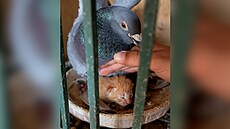 Nev�ední adopce: holub v hnízd� zah�ívá ko�ata