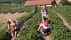 O samosb�r jahod na farm� Li�ka v Sedlnicích je ka�doro�n� zna�ný zájem.