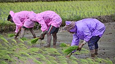 Farmá�i p�esazují sazenice rý�e na rý�ovém poli v Baramulle v Indii. (26....