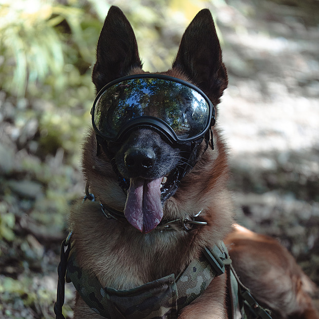 Explosive Detection and Facility Guarding: Dogs in the Army Protected by Special Equipment