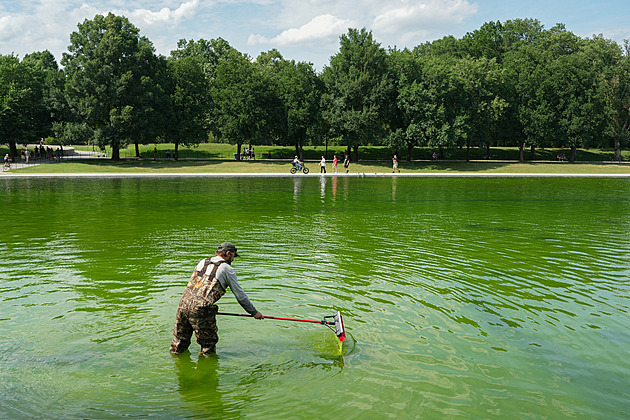 Tank's Green Hue Fades: D.C. Landmark Reverts to Algae-Covered State