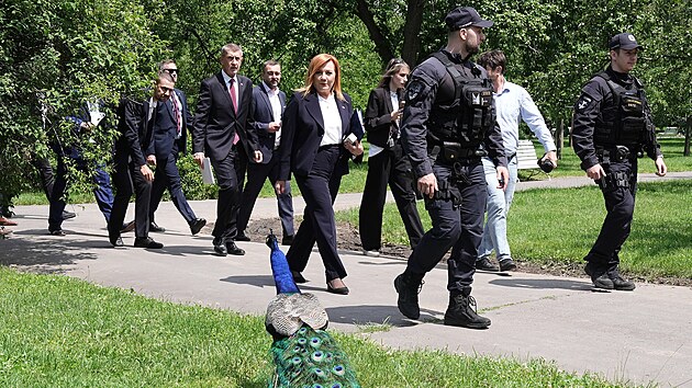 Premi�r Andrej Babi�, ministryn� financ� Alena Schillerov� a dal�� m��� na tiskovou konferenci ke kratomu, jej� sou��st� byla praktick� uk�zka slu�ebn�ch ps� Celn� spr�vy vycvi�en�ch na hled�n� kratomu. (17. �ervna 2026)
