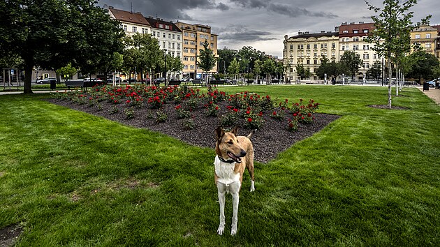 Zrekonstruovan&eacute; n&aacute;měst&iacute; Jiř&iacute;ho z Poděbrad na Vinohradech v Praze 3. (16. června...