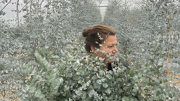 Eukalyptov� farma