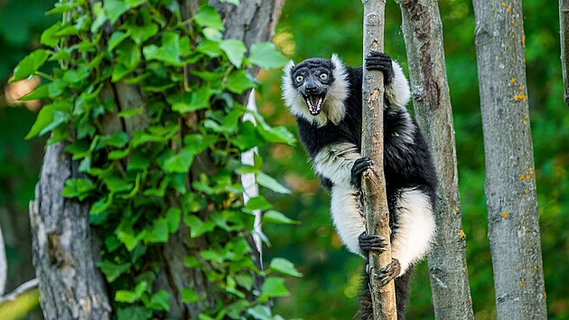 Bezpe�nost n�v�t�vn�k� i zv��at dozoruj� pracovn�ci Zoo Praha. Zv��ata samoz�ejm� nen� mo�n� krmit ani se jich dot�kat. 