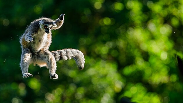 Vari b�lop�s�, lemur kata, Zoo Praha 6/2026