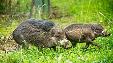 Ostravská zoo přesunula vzácná prasata visajanská do nov�©ho výbÄ�hu