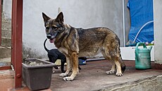 V rodinném dom� v Pozo�icích na Brn�nsku na�ly úto�i�t� desítky starých,...