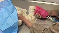 Kv�li po�ínající gangrén� museli veteriná�i �apímu mlád�ti amputovat nohu. (15....