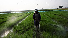 Farmá� ze Západní Jávy v Indonésii rozpra�uje hnojivo na sazenice rý�e na...