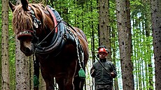 �editel �eské lesnické akademie v Trutnov� Milo� Pochobradský se rozhodl rezignovat na funkci. Na snímku z 5. �ervna zahajoval �eské lesnické dny.