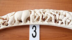 Královéhrade�tí celníci zajistili 38 kilogram� nelegální slonoviny ze sbírky,...