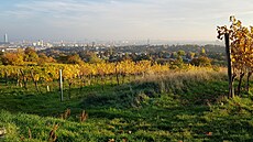 Podzimní atmosféra ve víde�ských vinohradech (27. �íjna 2022)