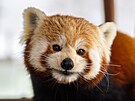 Panda �ervená z olomoucké zoo na snímku z jara 2026.