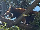 Olomoucká zoo vítá historicky první pandí mlá�ata a shání potravu