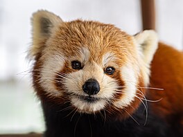 Panda �ervená z olomoucké zoo na snímku z jara 2026.