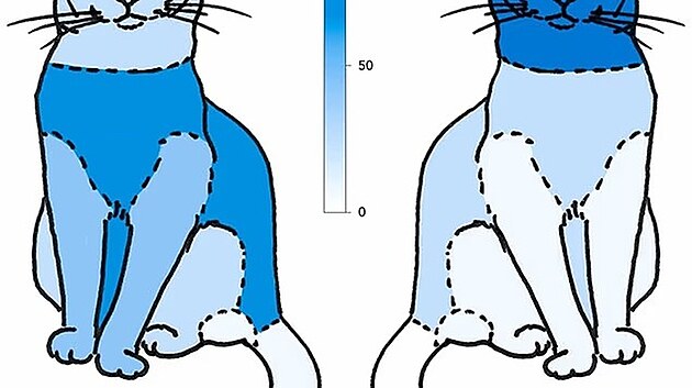 Autogrooming, kdy si ko�ka �ist� chlupy sama, se zam��uje na centr�ln� oblast t�la. P�i allogrooming ko�ka �ist� chlupy jin� ko�ky, kdy se zam��uje na t�ko dostupn� m�sta, jako je hlava, krk a u�i.