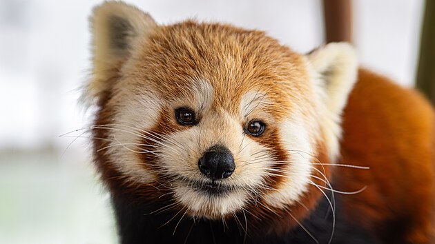 Panda �erven� z olomouck� zoo na sn�mku z jara 2026.