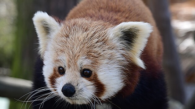 Panda �erven� je vedena jako ohro�en� druh. Vyskytuje se v nadmo�sk�ch v��k�ch od 2000 metr� nad mo�em, s�dl� ale i v dvakr�t vy���ch oblastech. (jaro, 2026)