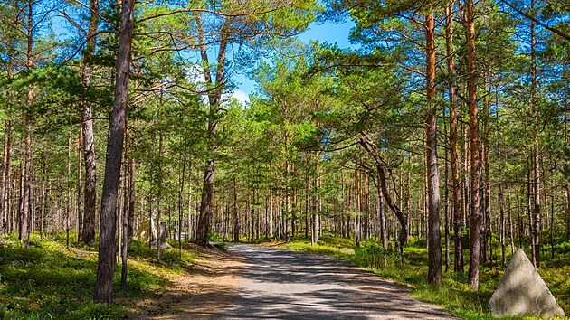 Lesn&iacute; cesta na poloostrově Hel v severn&iacute;m Polsku. Oblast je zn&aacute;m&aacute; rozs&aacute;hl&yacute;mi...