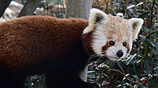 Svým vzhledem p�ipomíná panda �ervená mývala. Po�et zví�at ve volné p�írod� se...