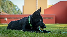 �ady jiho�eské Policie �R roz�í�ila dv� n�kolikatýdenní �t��ata n�meckého...