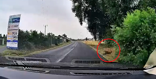 Pozor, klokan. Muži vběhl před auto, pak zmizel v křoví. Komu uprchlík patří, se neví
