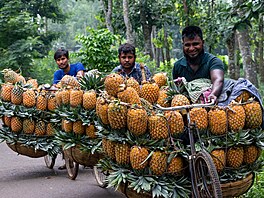 Otázka, kolik ananas� doká�ete uvést na kole, je v na�ich geografických...