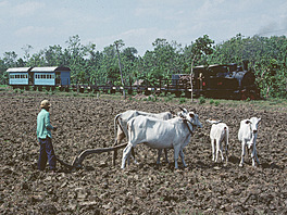 Cepu Forest Railway