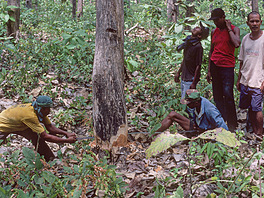Cepu Forest Railway