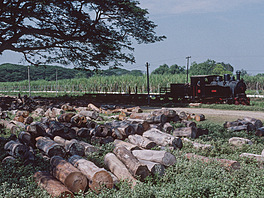 Cepu Forest Railway
