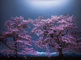 Setsu-getsu-ka je klasický japonský estetický koncept, který oslavuje p�írodní...